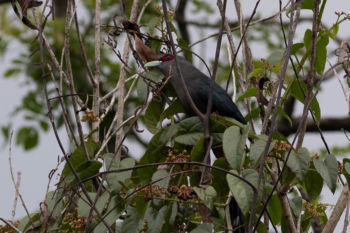 Black-bellied Malkoha - ML600625121