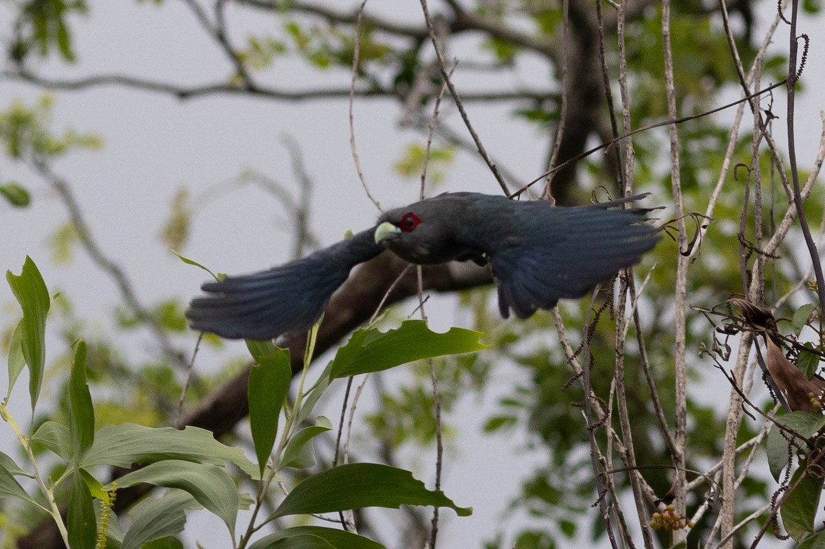 Black-bellied Malkoha - ML600625131