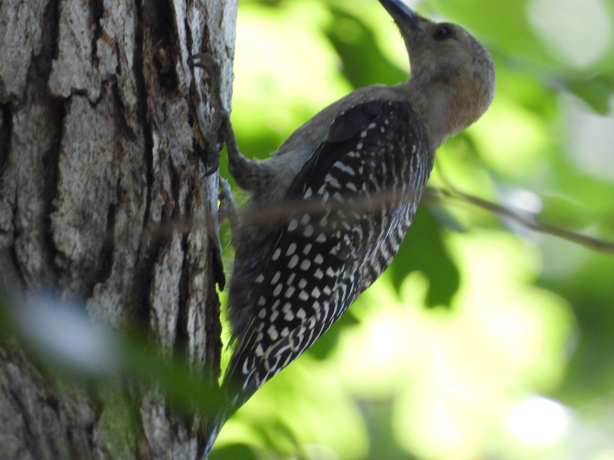 Red-bellied Woodpecker - ML600625741