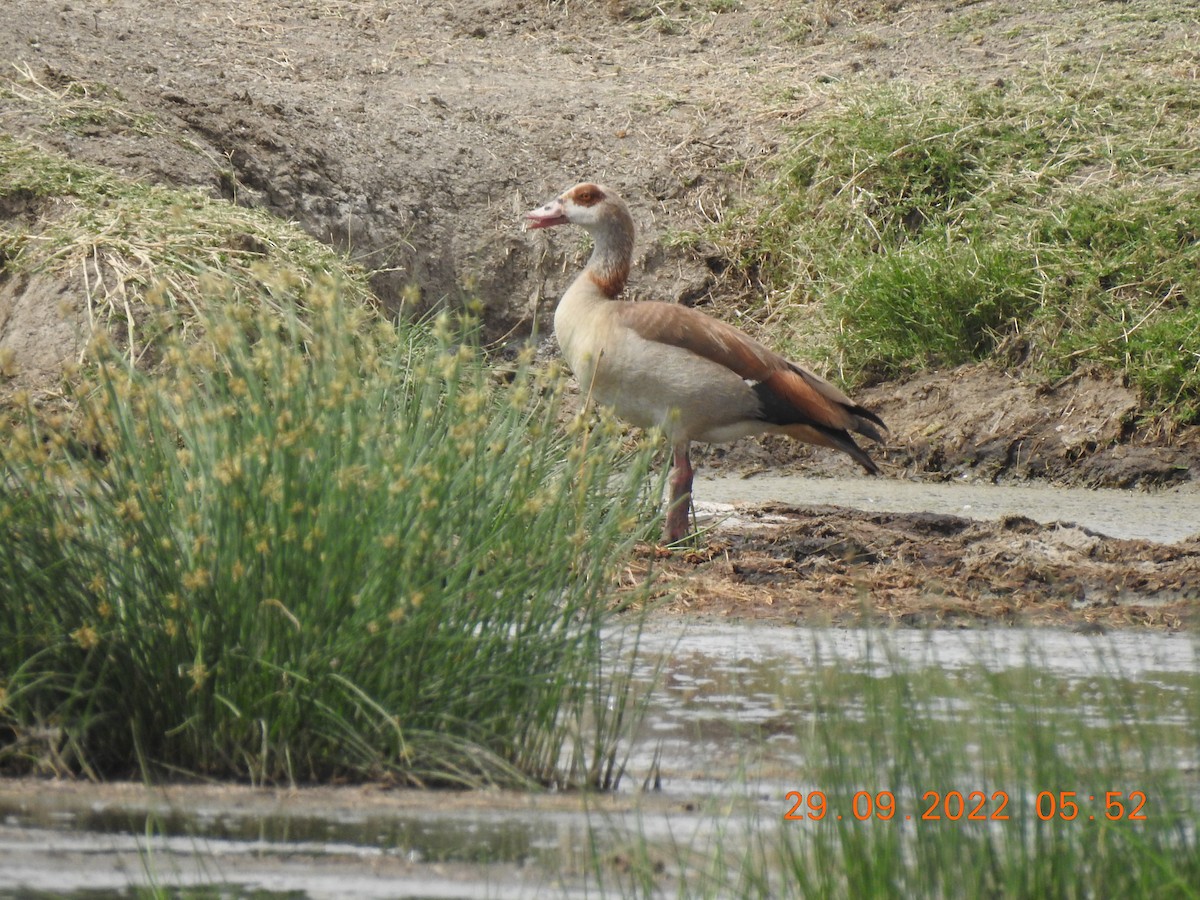 Egyptian Goose - ML600626031