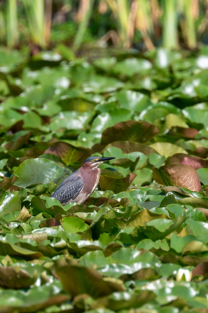 Green Heron - Peter Rosario