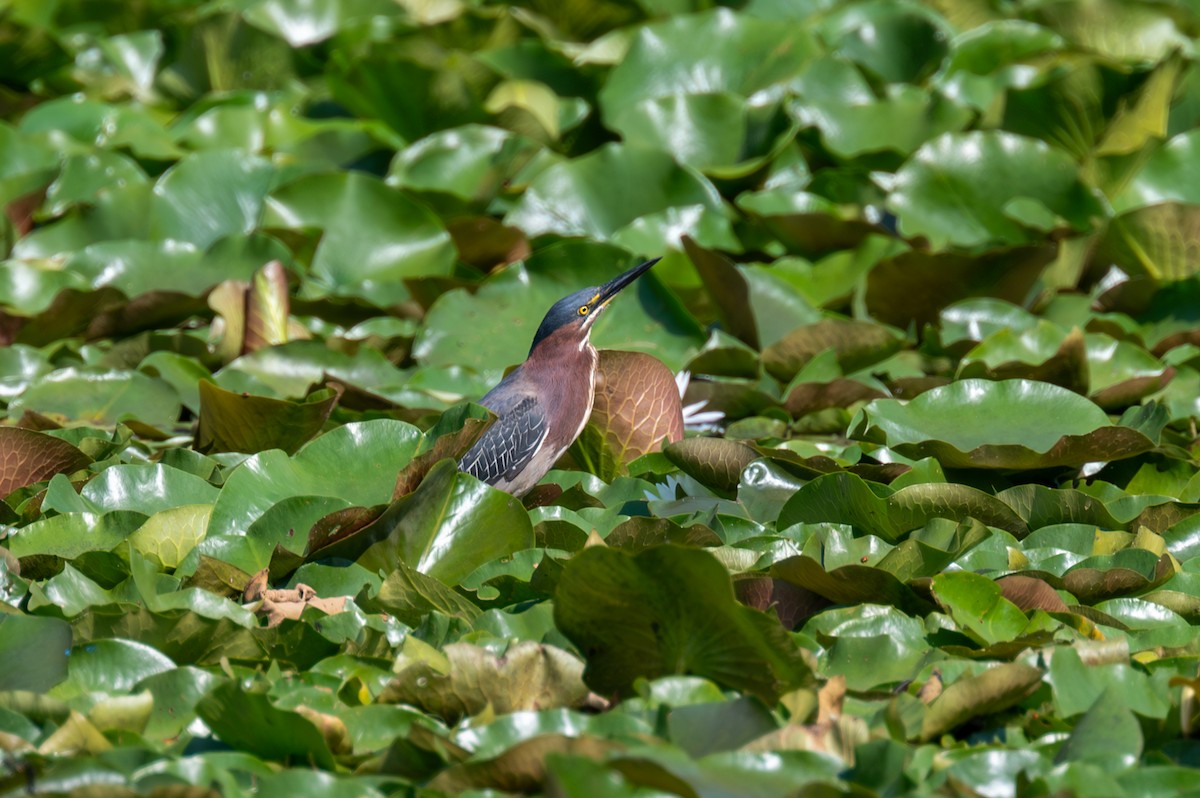 Green Heron - ML600627051