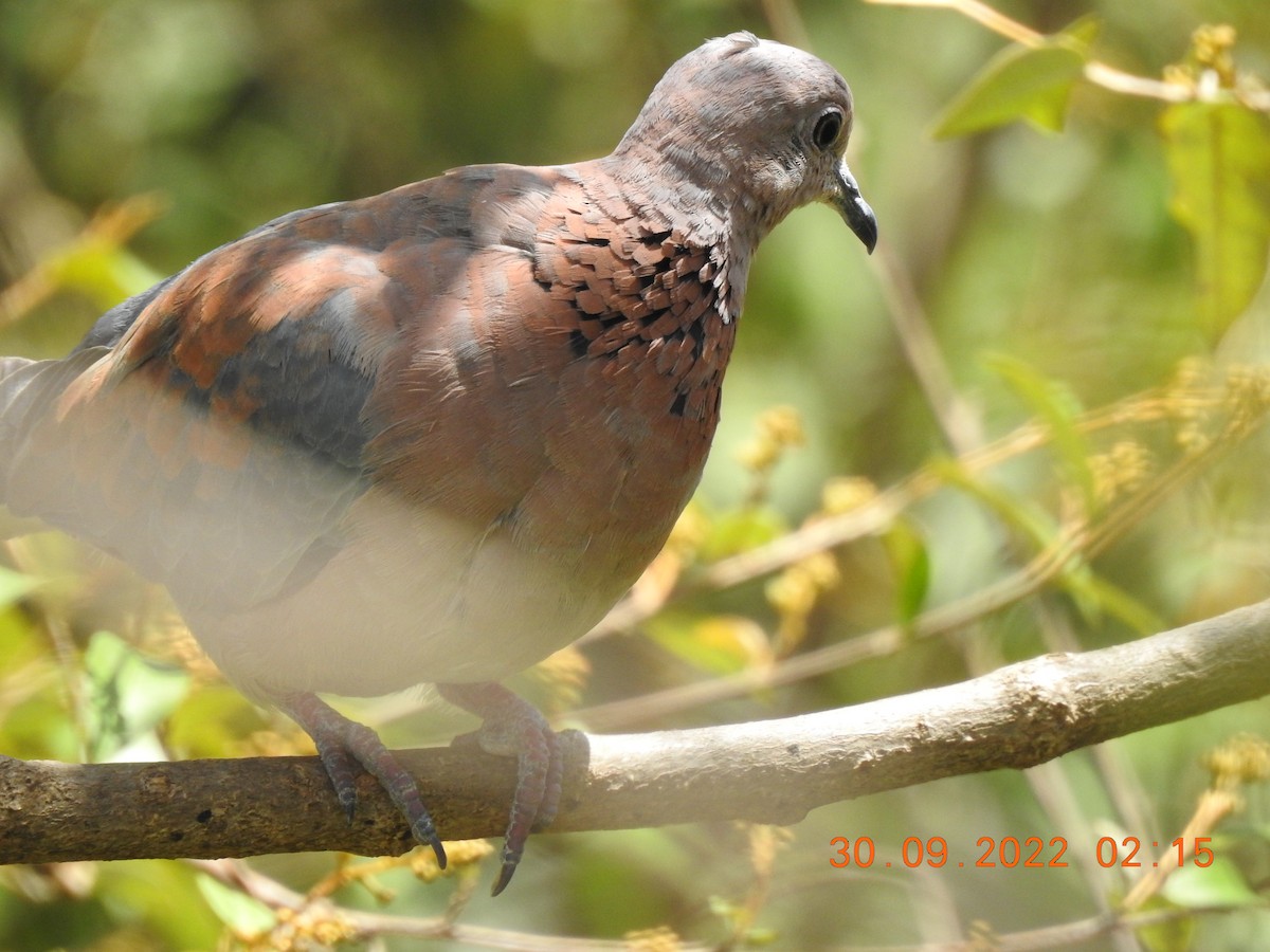 Laughing Dove - ML600627201