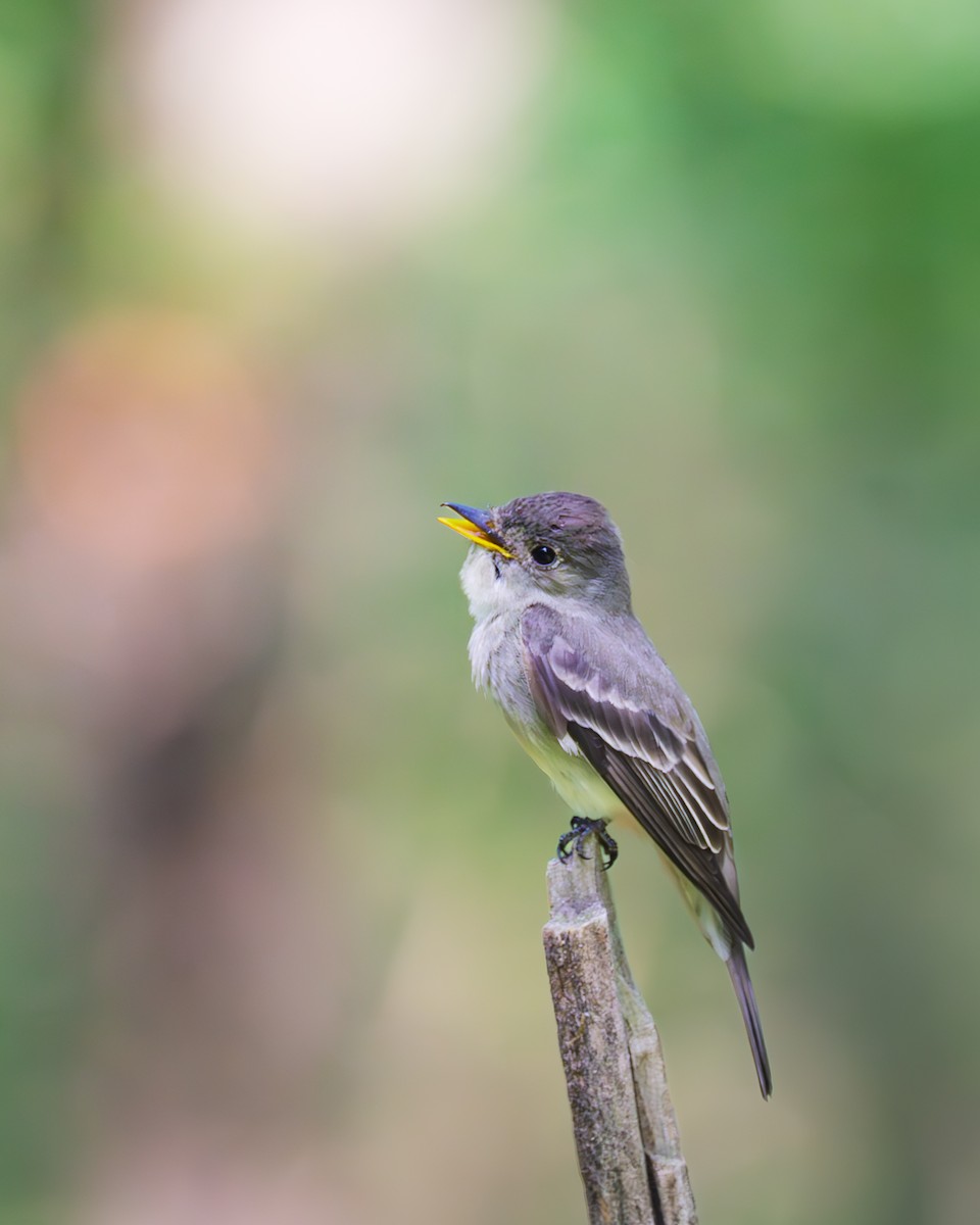 Eastern Wood-Pewee - Peter Rosario