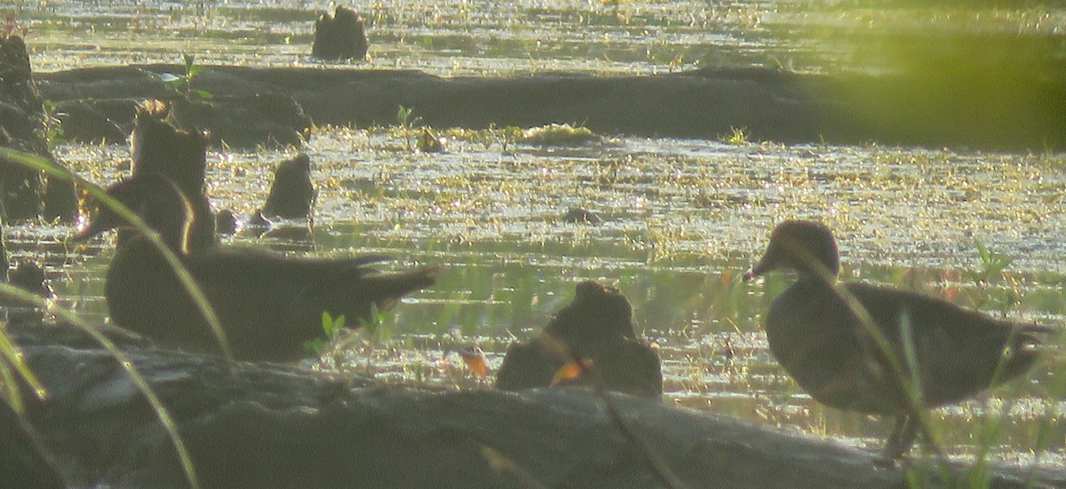 Wood Duck - ML600627481