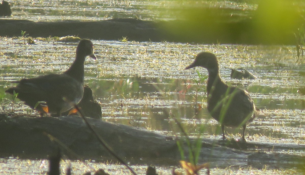 Wood Duck - ML600627491