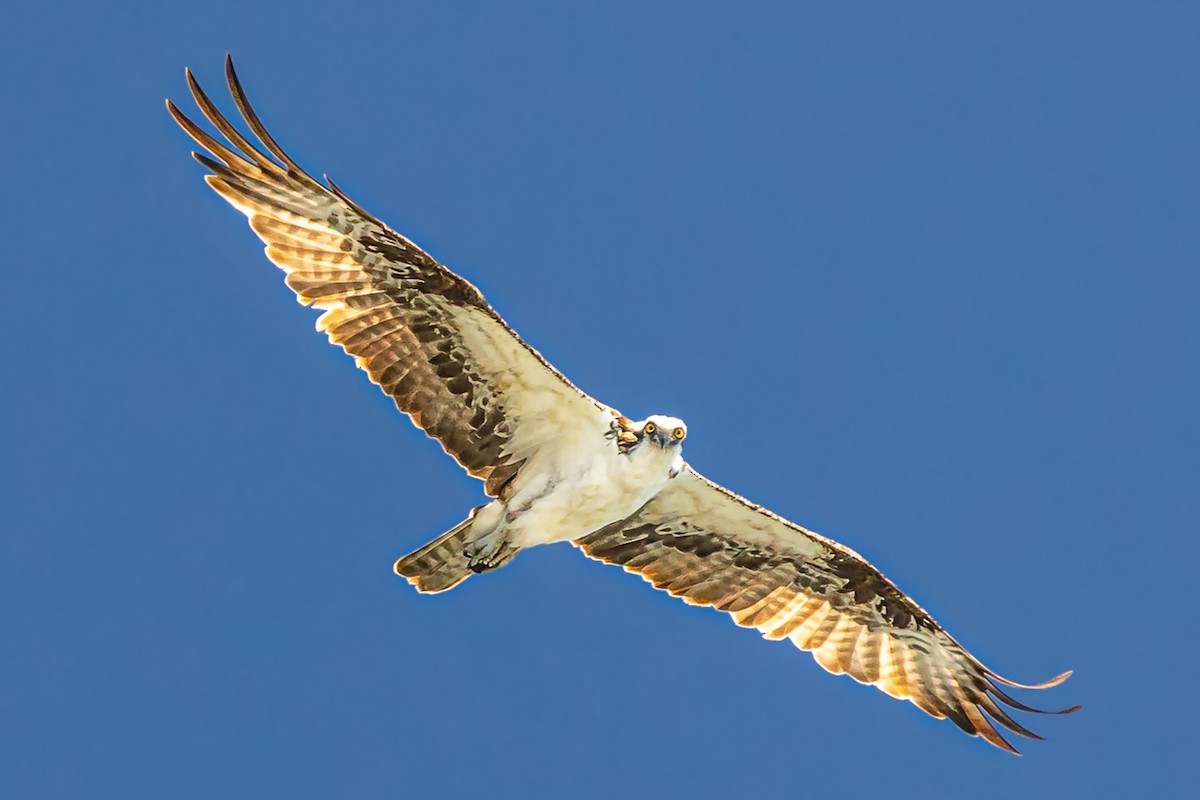 Osprey - ML600627521