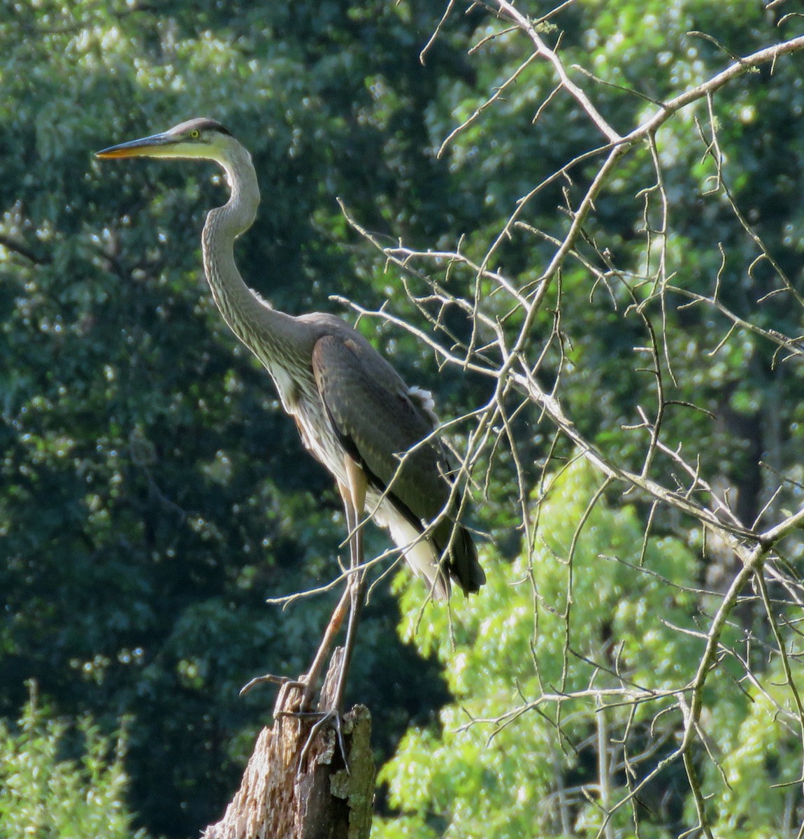 Garza Azulada (grupo herodias) - ML600627601