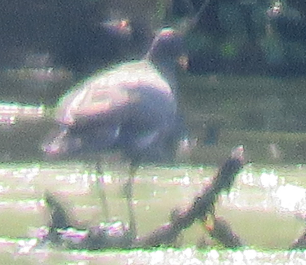 Common Gallinule - ML600627741
