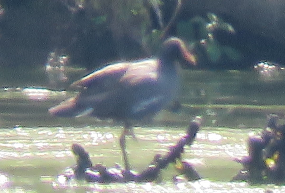 Common Gallinule - ML600627751
