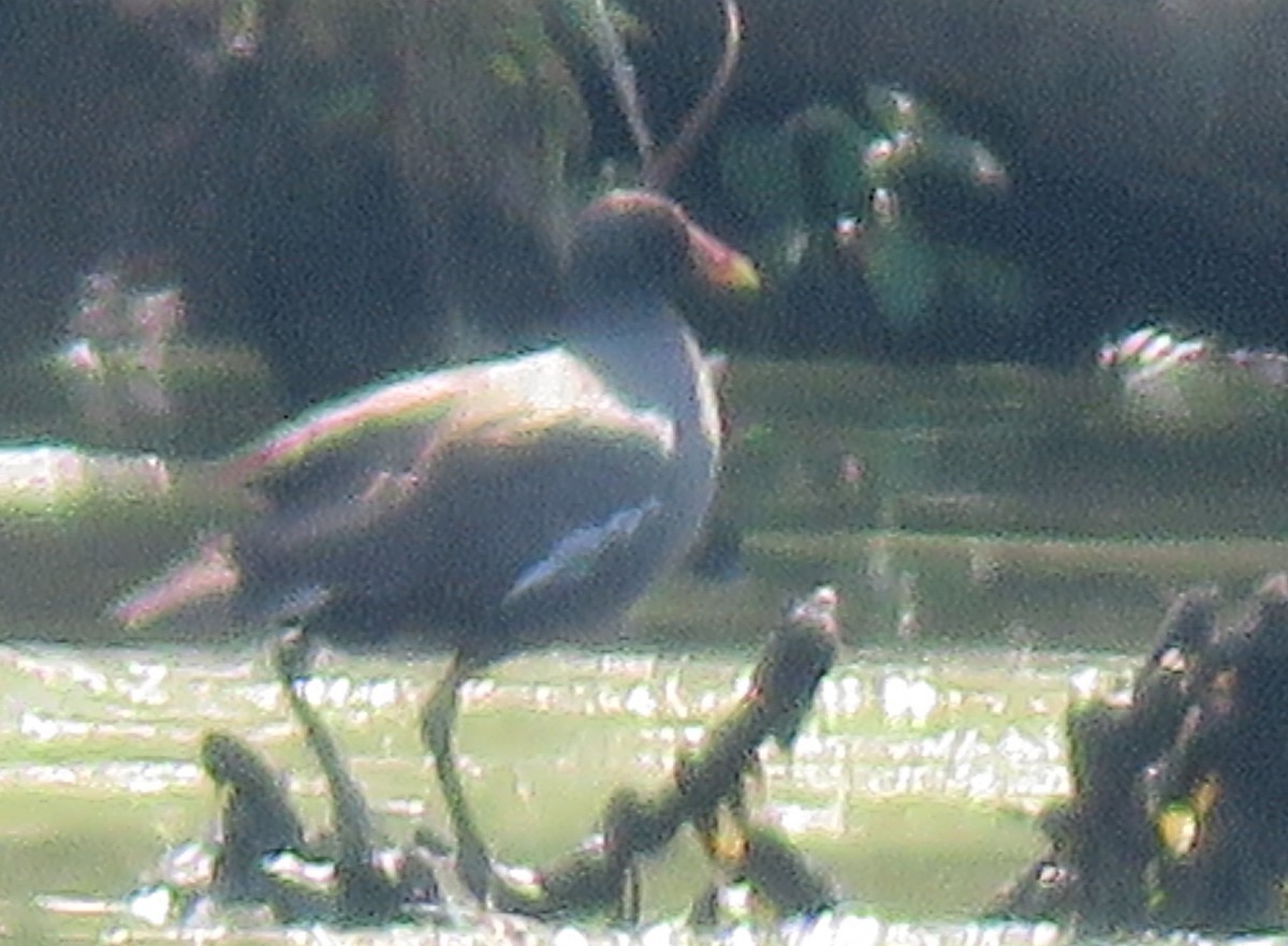 Common Gallinule - ML600627761