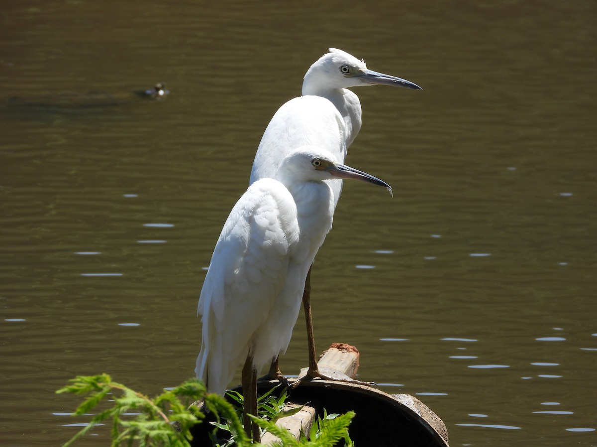 Little Blue Heron - ML600627781