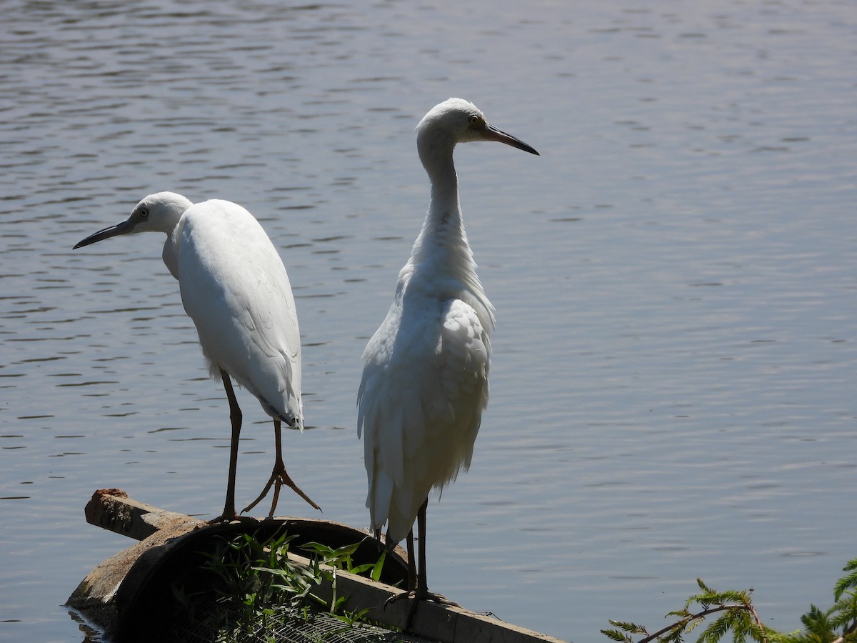 Little Blue Heron - ML600627801