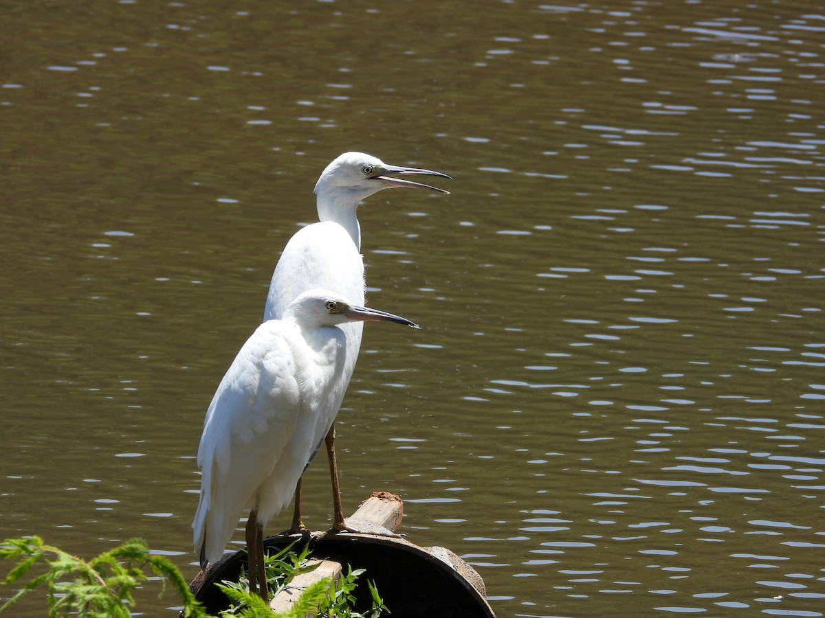 Little Blue Heron - ML600627931