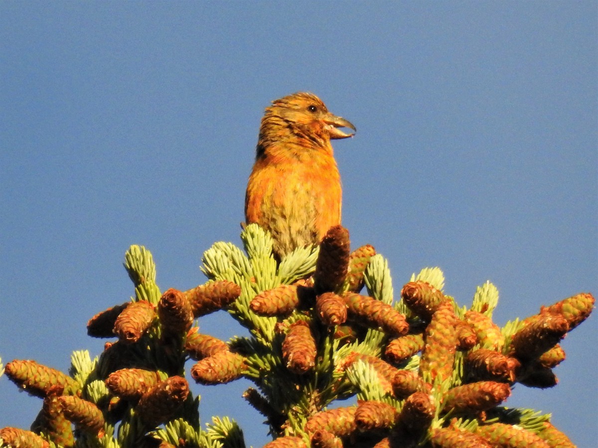 Red Crossbill - ML600629111