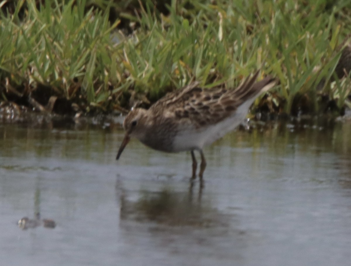 Graubrust-Strandläufer - ML600629251