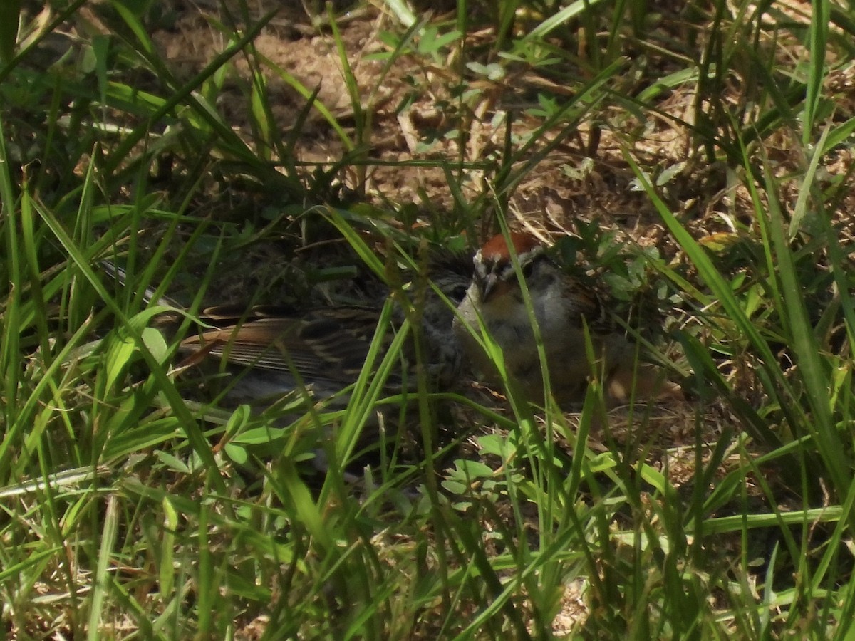 Chipping Sparrow - ML600629511