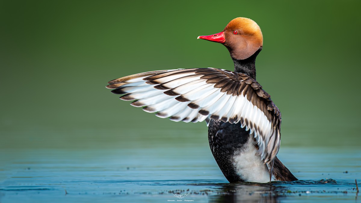 Red-crested Pochard - ML600630351
