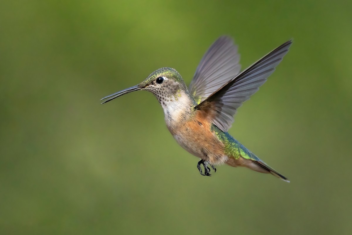 Colibri à queue large - ML600630571