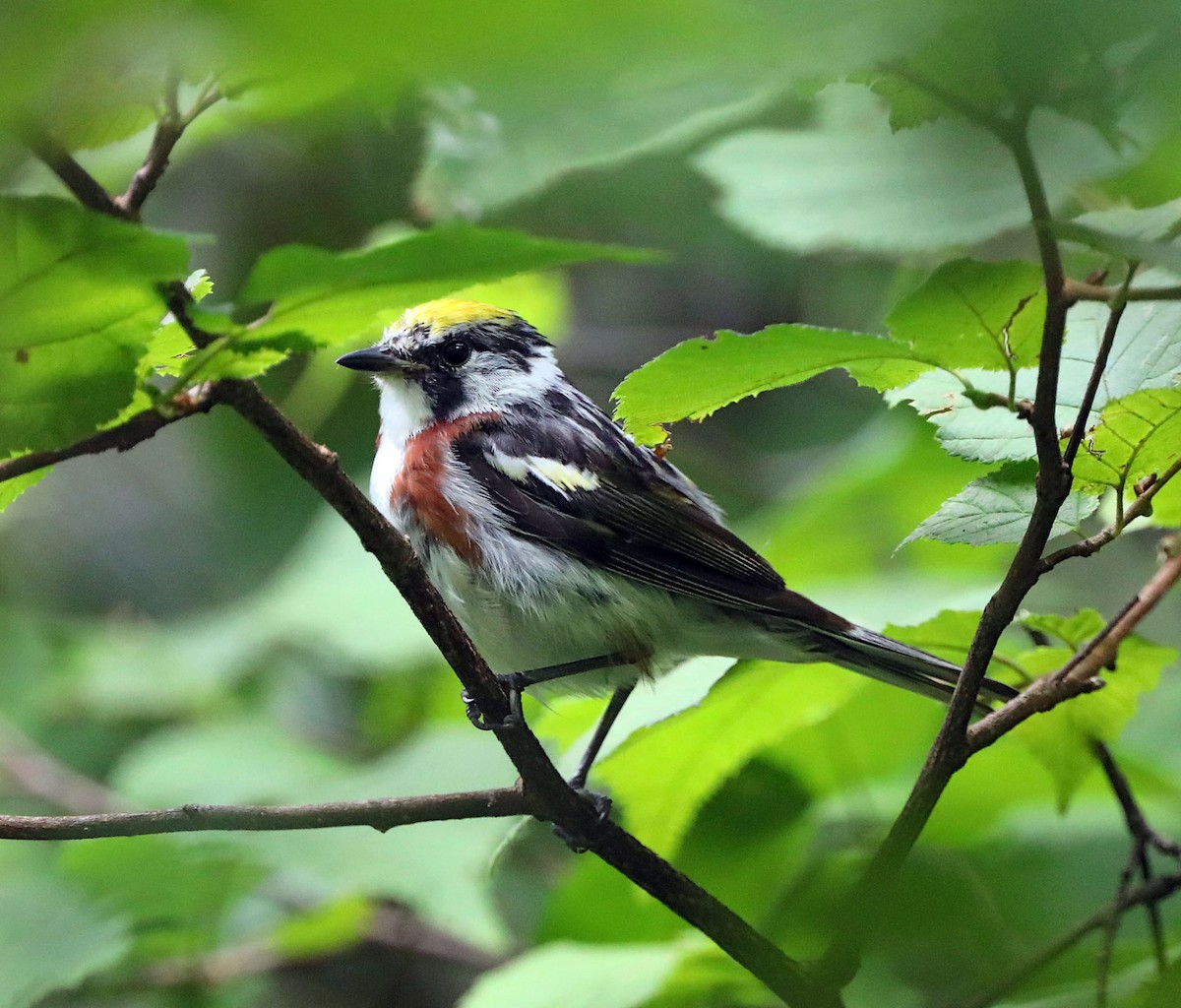 Chestnut-sided Warbler - Wendy Hogan