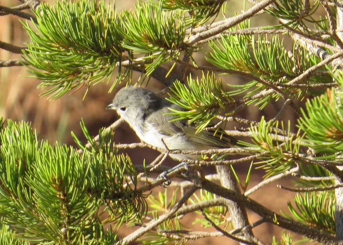 Gray Vireo - ML600632801