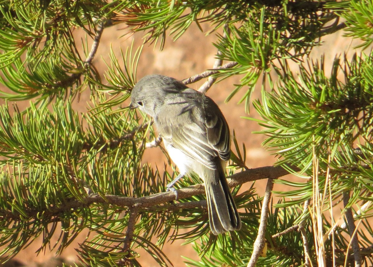 Gray Vireo - ML600632811