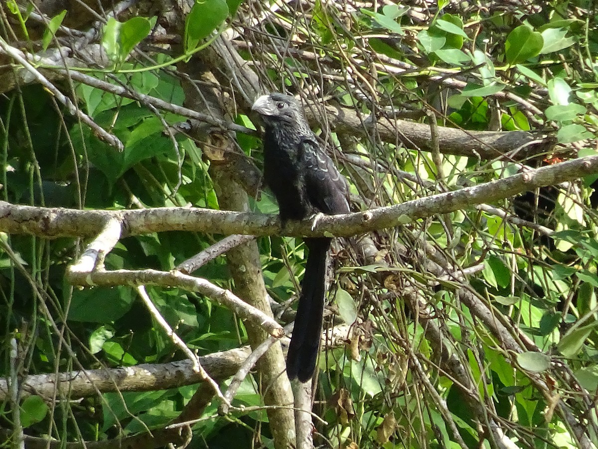 Groove-billed Ani - ML600632971