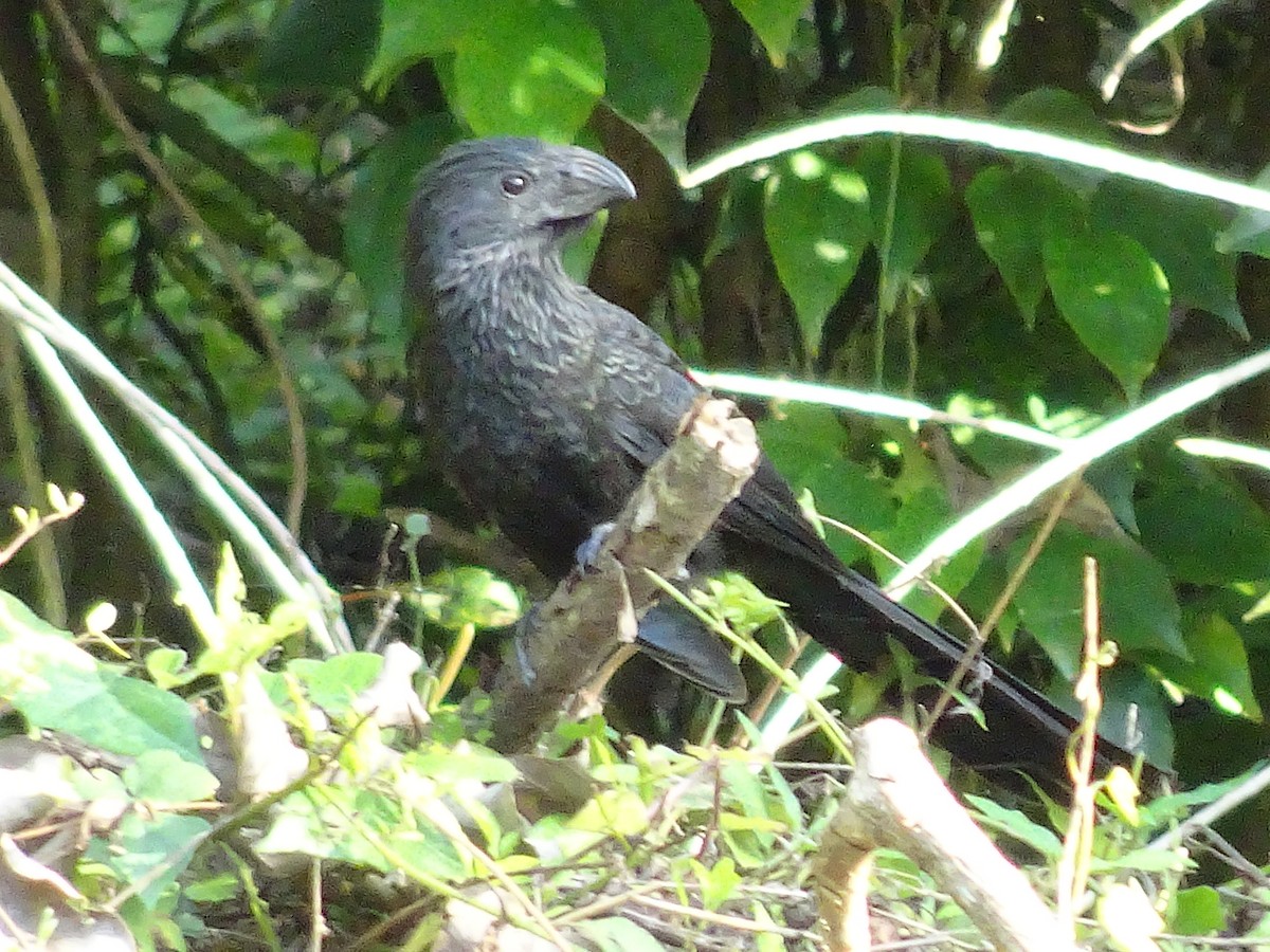 Groove-billed Ani - ML600632981