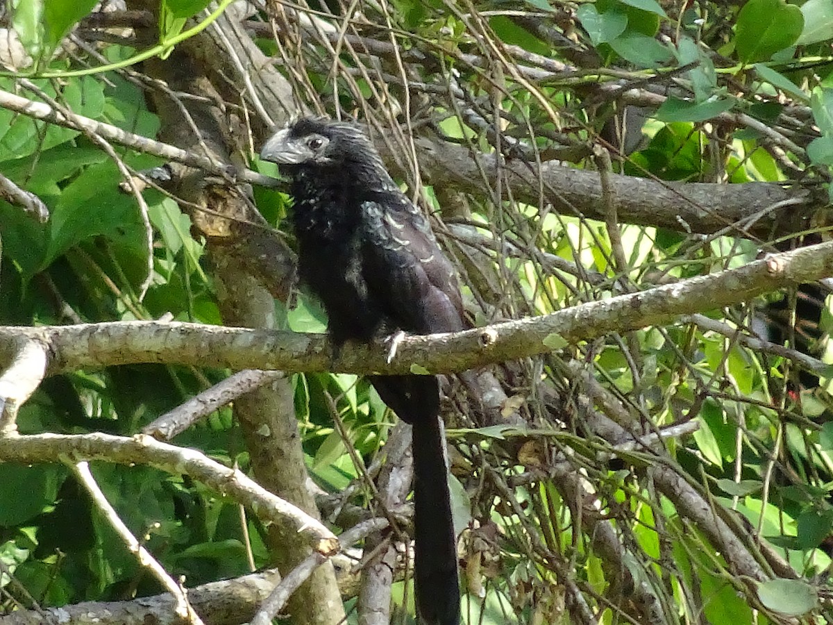 Groove-billed Ani - ML600632991