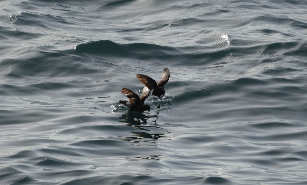 European Storm-Petrel - ML600634201