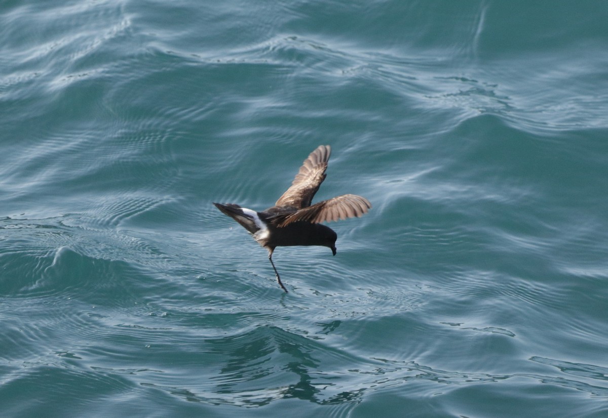 European Storm-Petrel - ML600634241