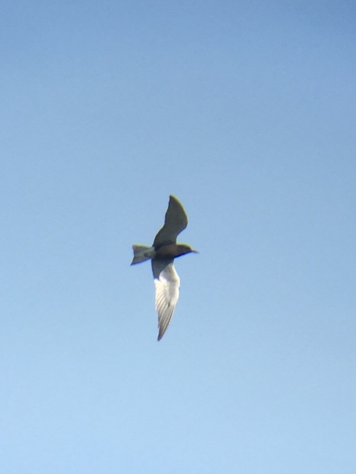 Black Tern - ML60063431