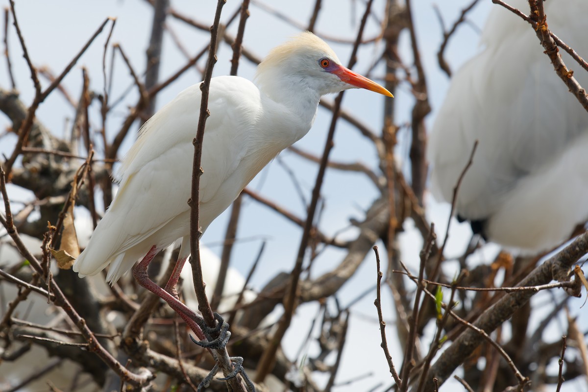 Western Cattle-Egret - ML600634511