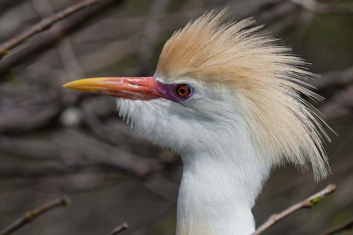 Western Cattle-Egret - ML600634591