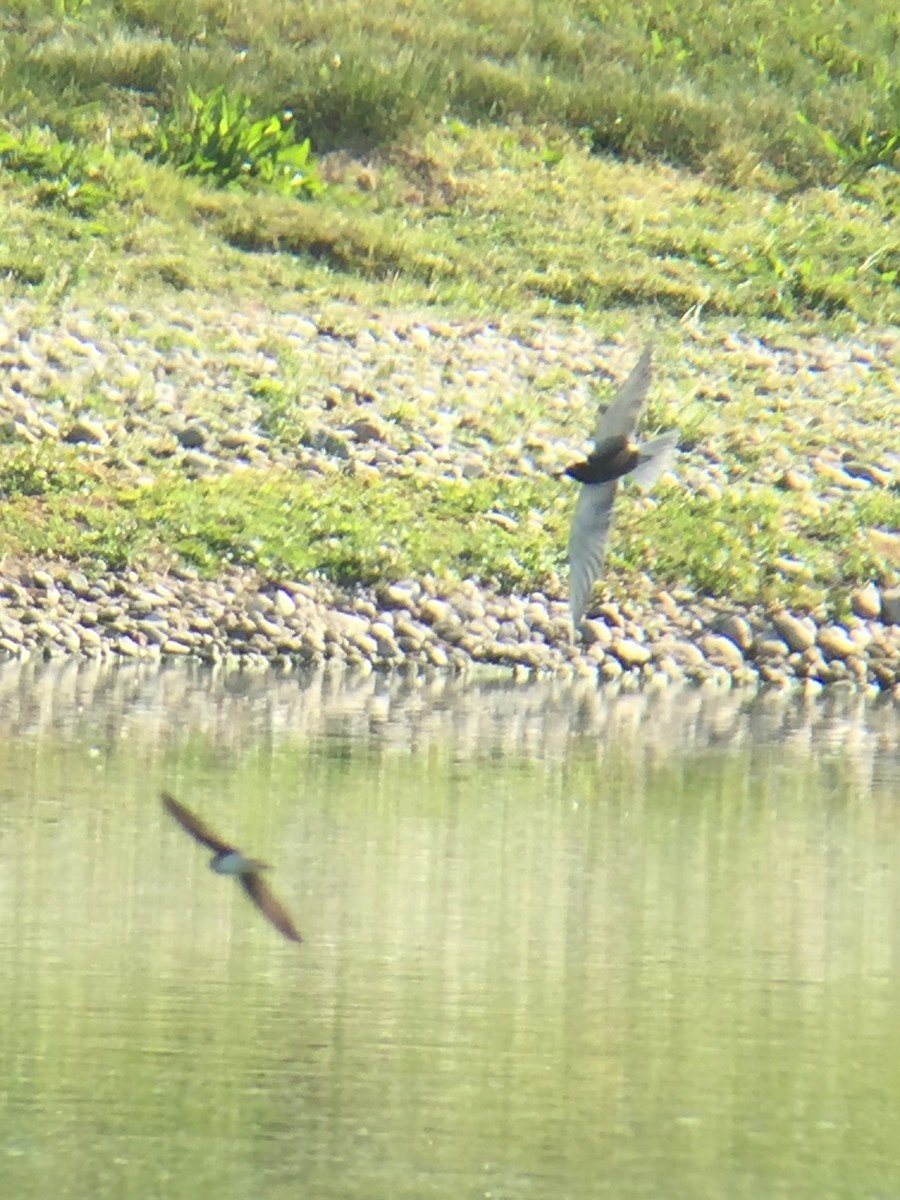 Black Tern - ML60063461