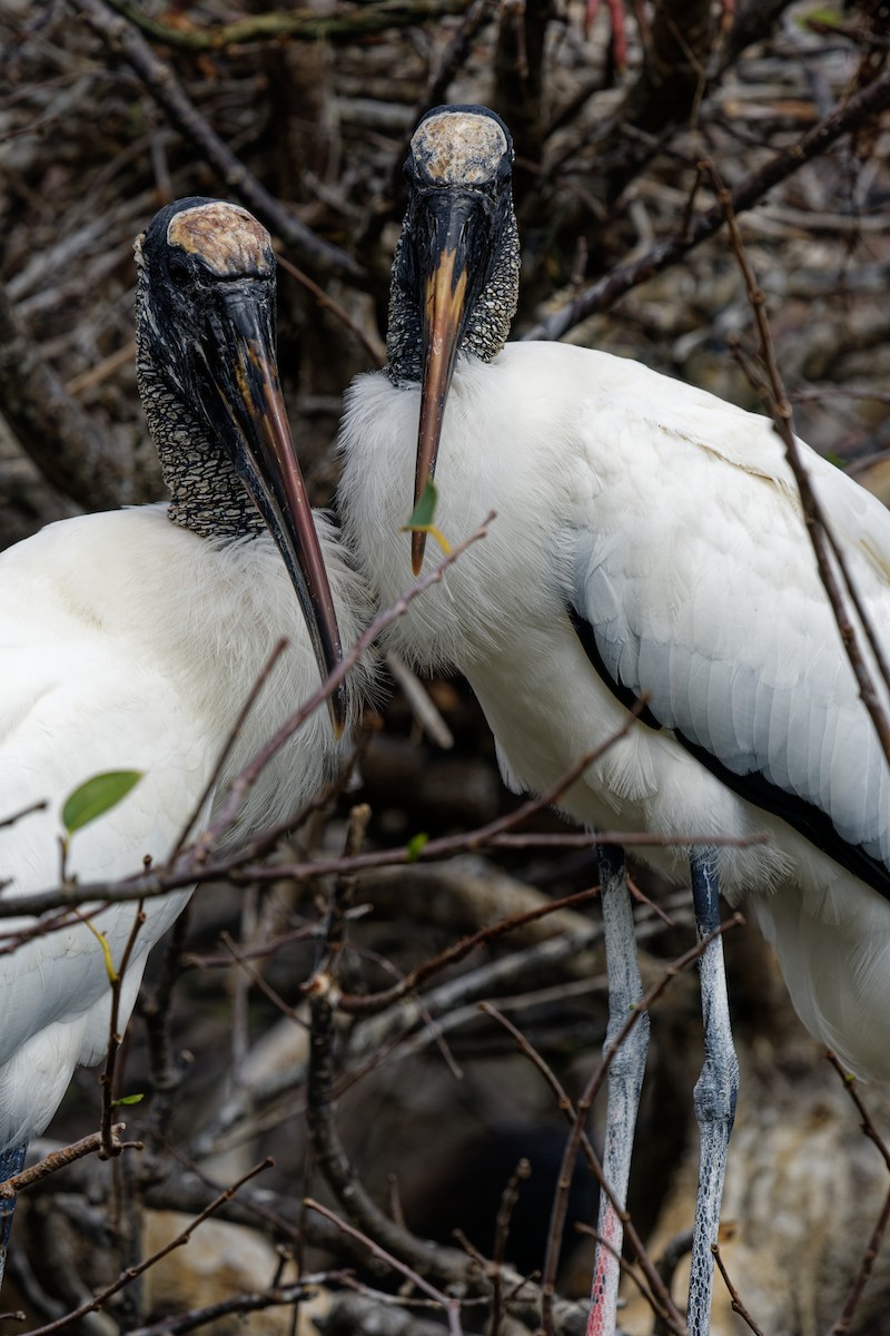 Wood Stork - ML600634681
