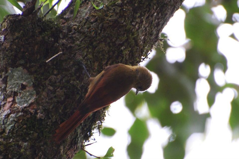 Olivaceous Woodcreeper - ML600636251