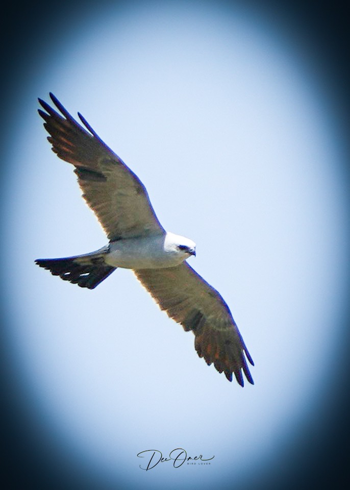 Mississippi Kite - ML600636891
