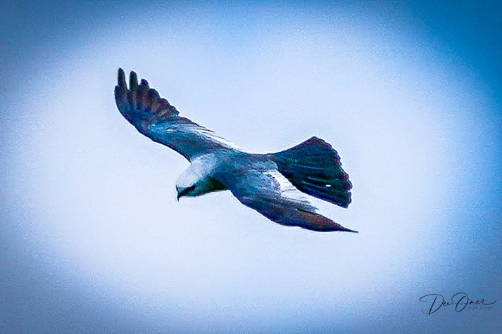 Mississippi Kite - ML600636901