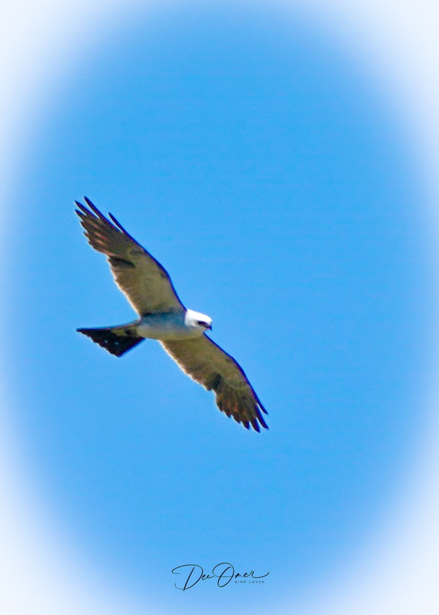 Mississippi Kite - ML600636911