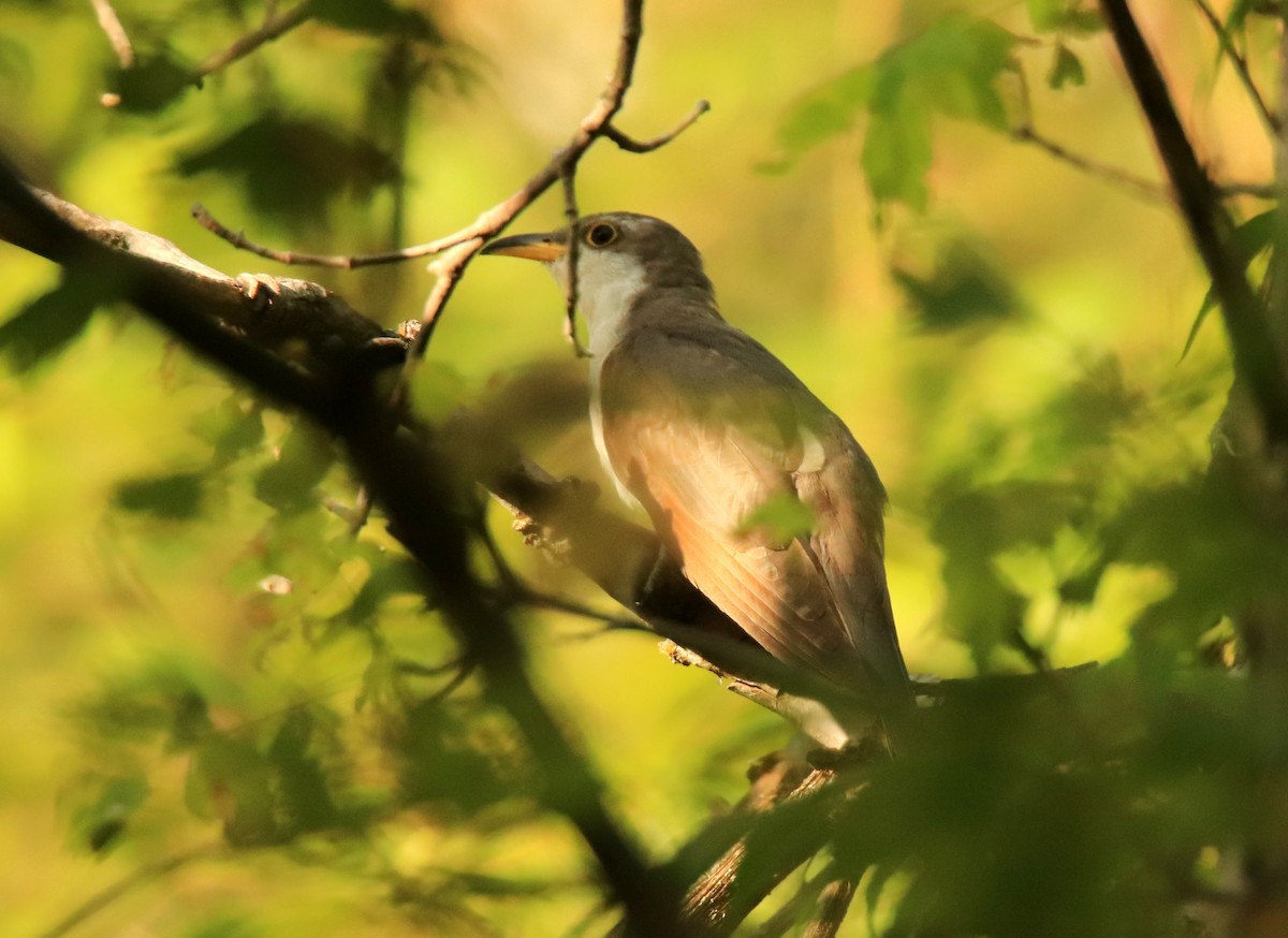 Yellow-billed Cuckoo - ML600637471