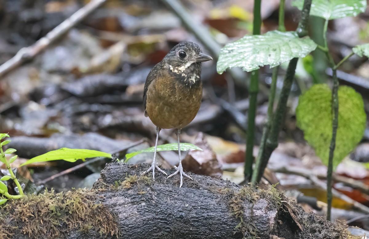 Scaled Antpitta - ML600637561