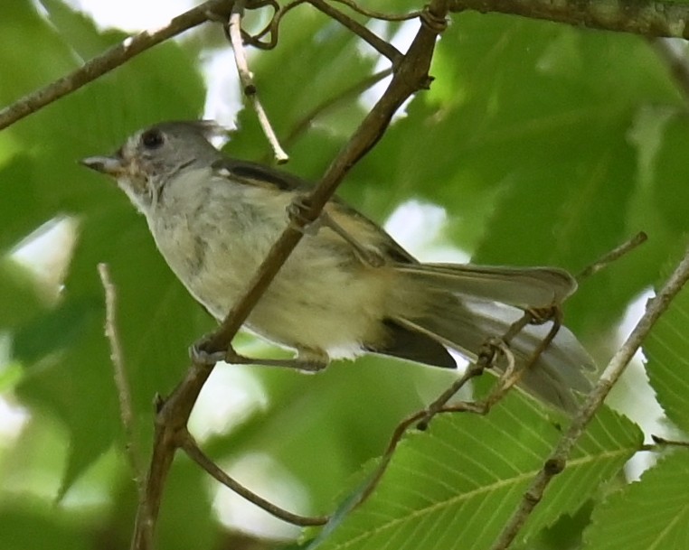 Tufted Titmouse - ML600637841