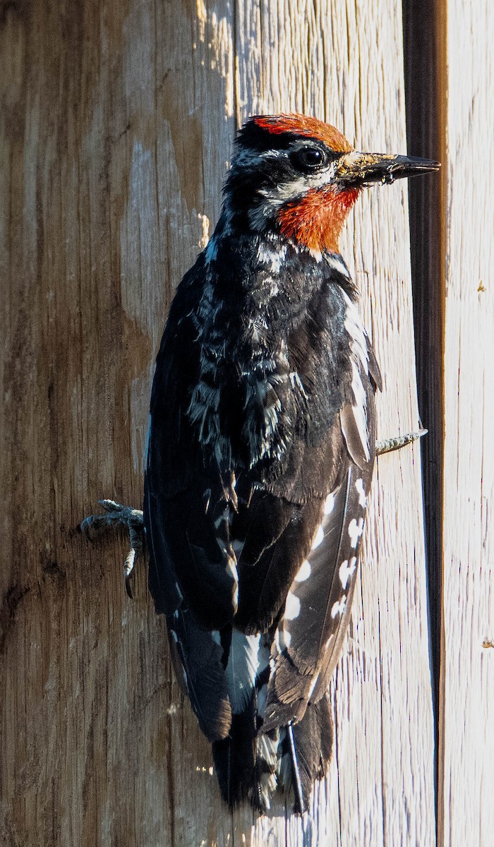 Red-naped Sapsucker - Kenneth Eyster