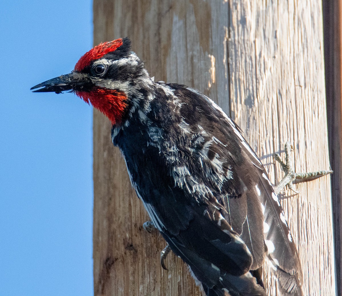 Red-naped Sapsucker - Kenneth Eyster