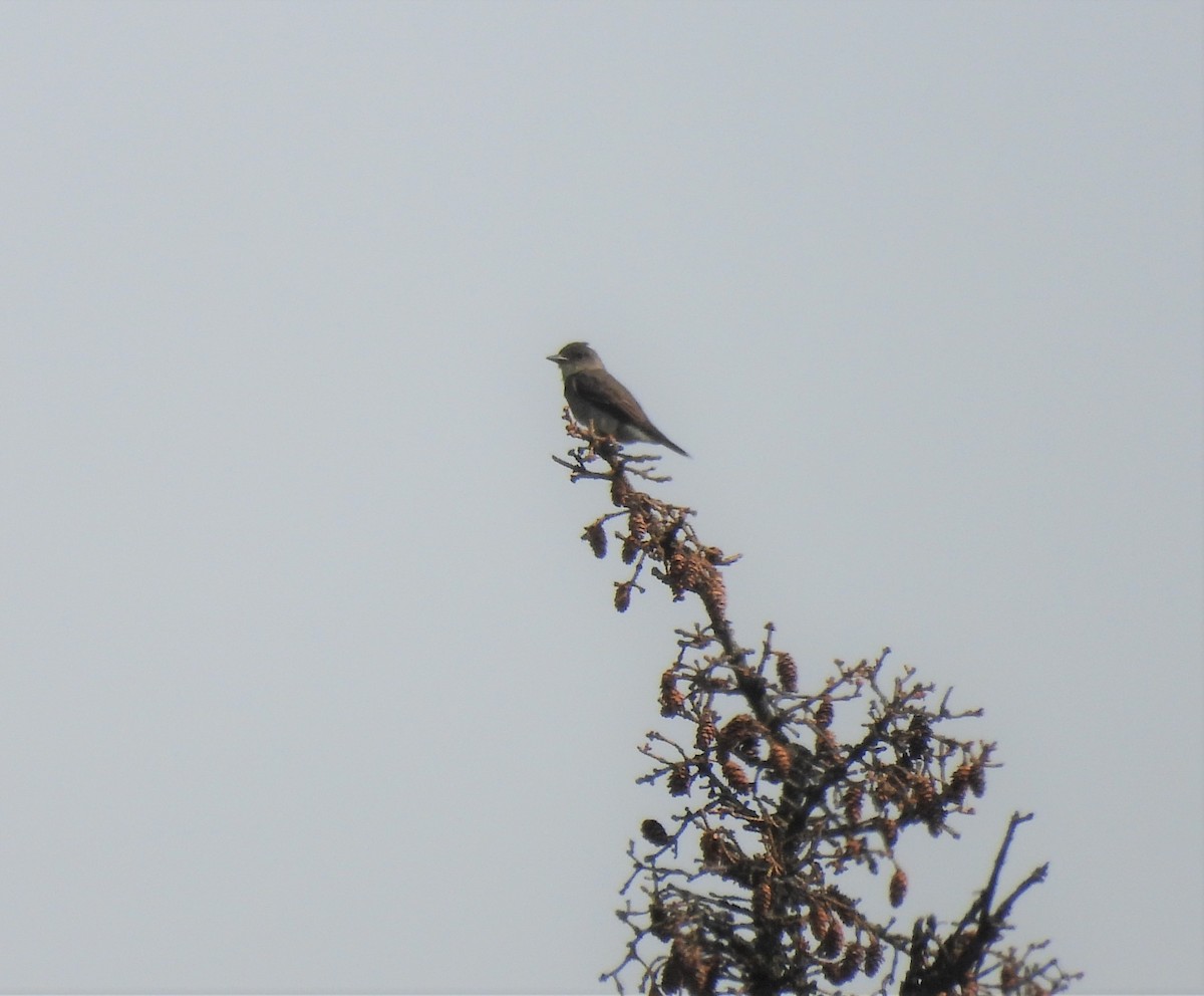 Olive-sided Flycatcher - ML600641281