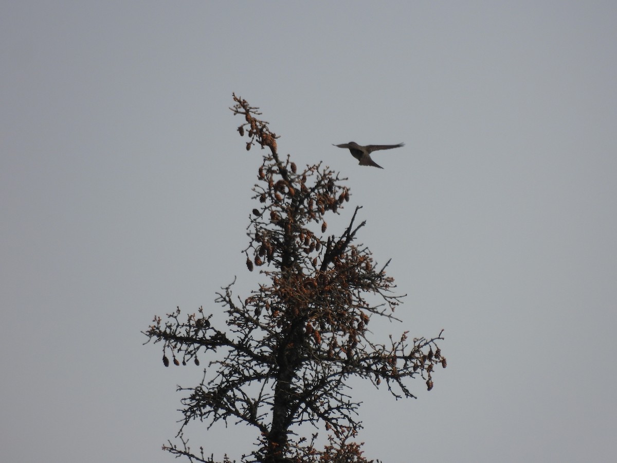 Olive-sided Flycatcher - ML600641521