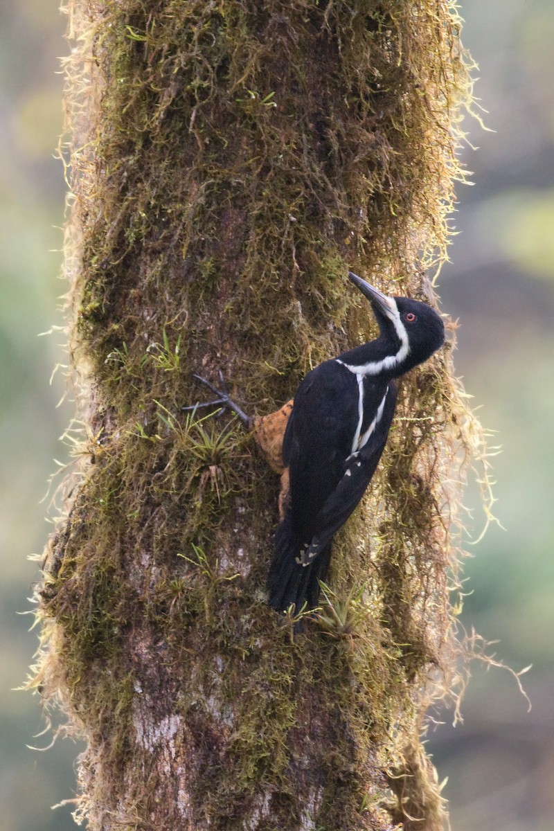 Powerful Woodpecker - ML600642521