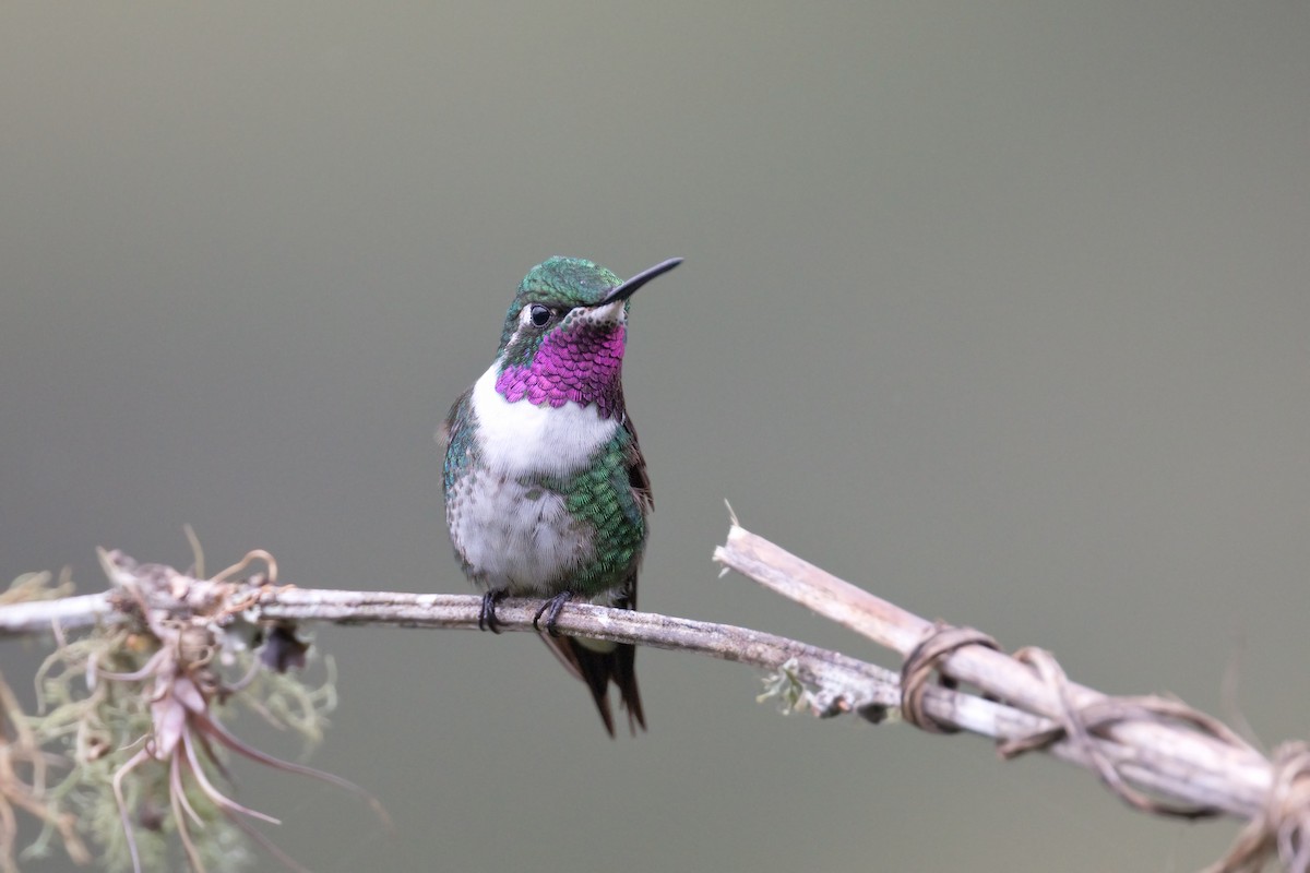 White-bellied Woodstar - ML600642771