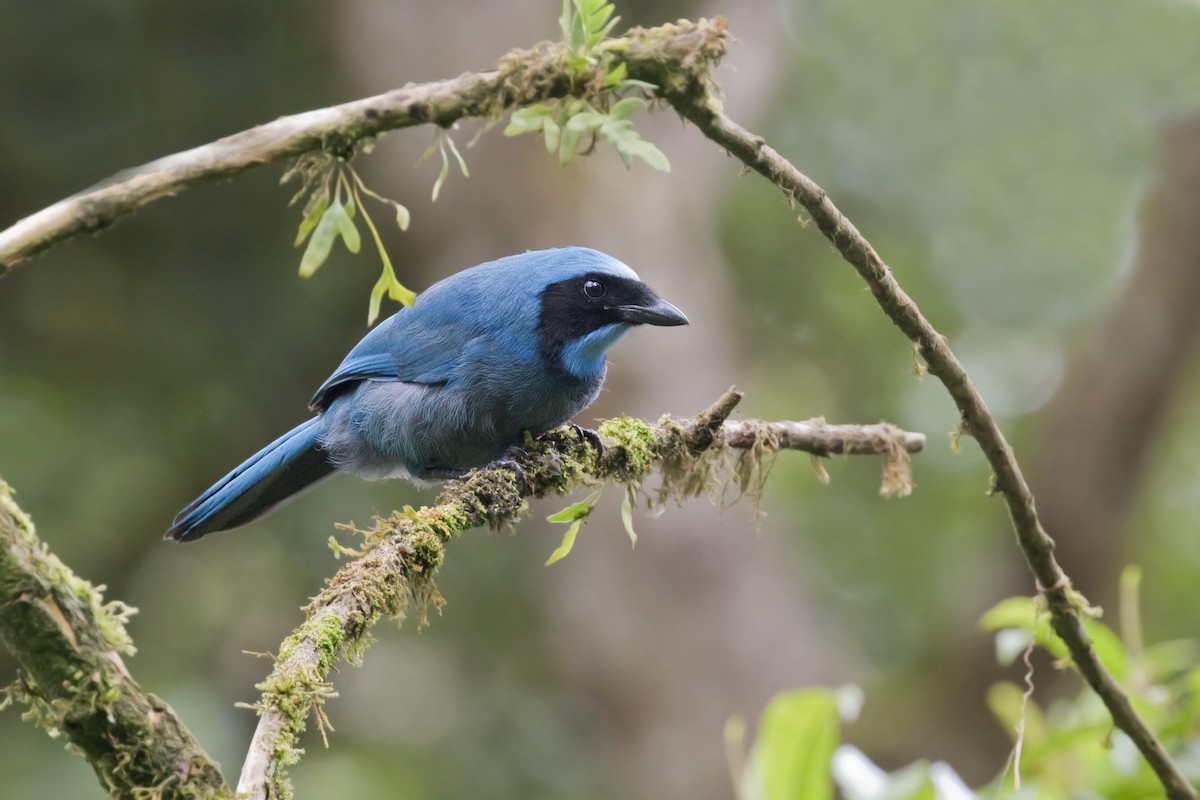 Turquoise Jay - Michel Gutierrez